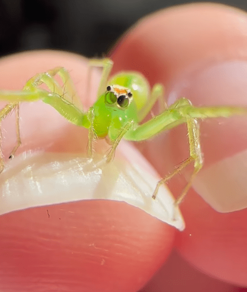 Meet This Tiny Green Spider With The Cutest "Googly Eyes" – InspireMore